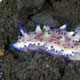 Mexichromis species nudibranch