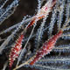 Allies cowries on black coral