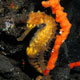 Seahorse on finger sponge