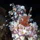 Harlequin shrimp with baby