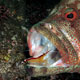 Grouper with cleaner shrimp