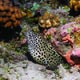 moray eel