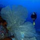 giant fan coral