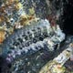 blenny