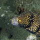 snowflake moray