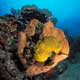 Frogfish in sponge, Tanjung Sepia