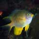 Damselfish at Tanjung Sepia