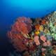 Corals and fans, Tanjung Sepia