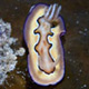 Chromodoris nudibranch on Pulau Racan