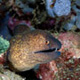 Yellowmargin moray