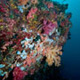 Soft corals at Bentenan Rock