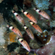 Manybar goatfish