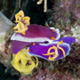 Robe Hem Hypselodoris nudibranchs mating