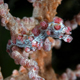 Barbiganti pygmy seahorse