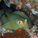 Blue spotted ray