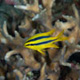 Juvenile yellowtail damsel