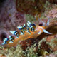 Flabellina nudibranch