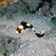 Juvenile oriental sweetlips