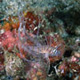 Juvenile lionfish