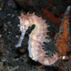 Seahorse at Bacan Island