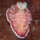 Reticulated chromodoris nudibranch, Babua Island