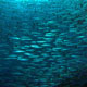 Schooling barracuda at Tanjung Maregarengo 