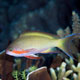 Anthias, North Beach, Pisang Island