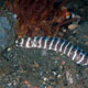 Barred moray, Penambuhan