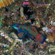 Mandarinfish in Jailolo Bay