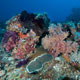 Twin Peak reef