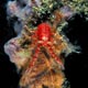 squat lobster