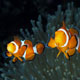 False clown anemonefish