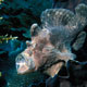 Giant frogfish yawning