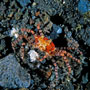 Boxer crab