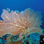 Fan coral