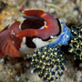 Nudibranch feeding on tunicates