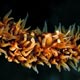 Whip coral shrimp