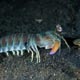 Mantis shrimp