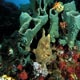 Frogfish in sponges