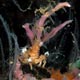 Decorator crab