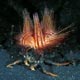 fire urchin on crab