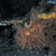 hairy frogfish