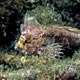 Sailfin waspfish