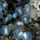 flamboyant cuttlefish eggs