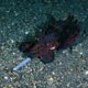 flamboyant cuttlefish