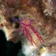 squat lobster