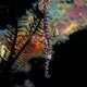 ornate ghost pipefish