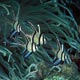 Banggai Cardinalfish