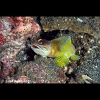 Male jawfish