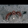 Sponge Crab - Oncinopus species